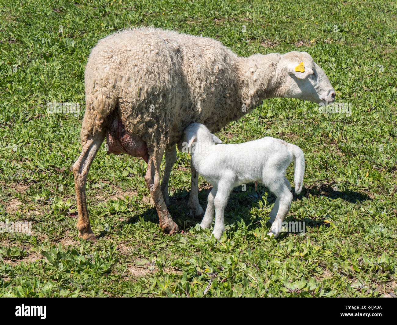 Newborn lamb with his mother in a meadow Stock Photo - Alamy