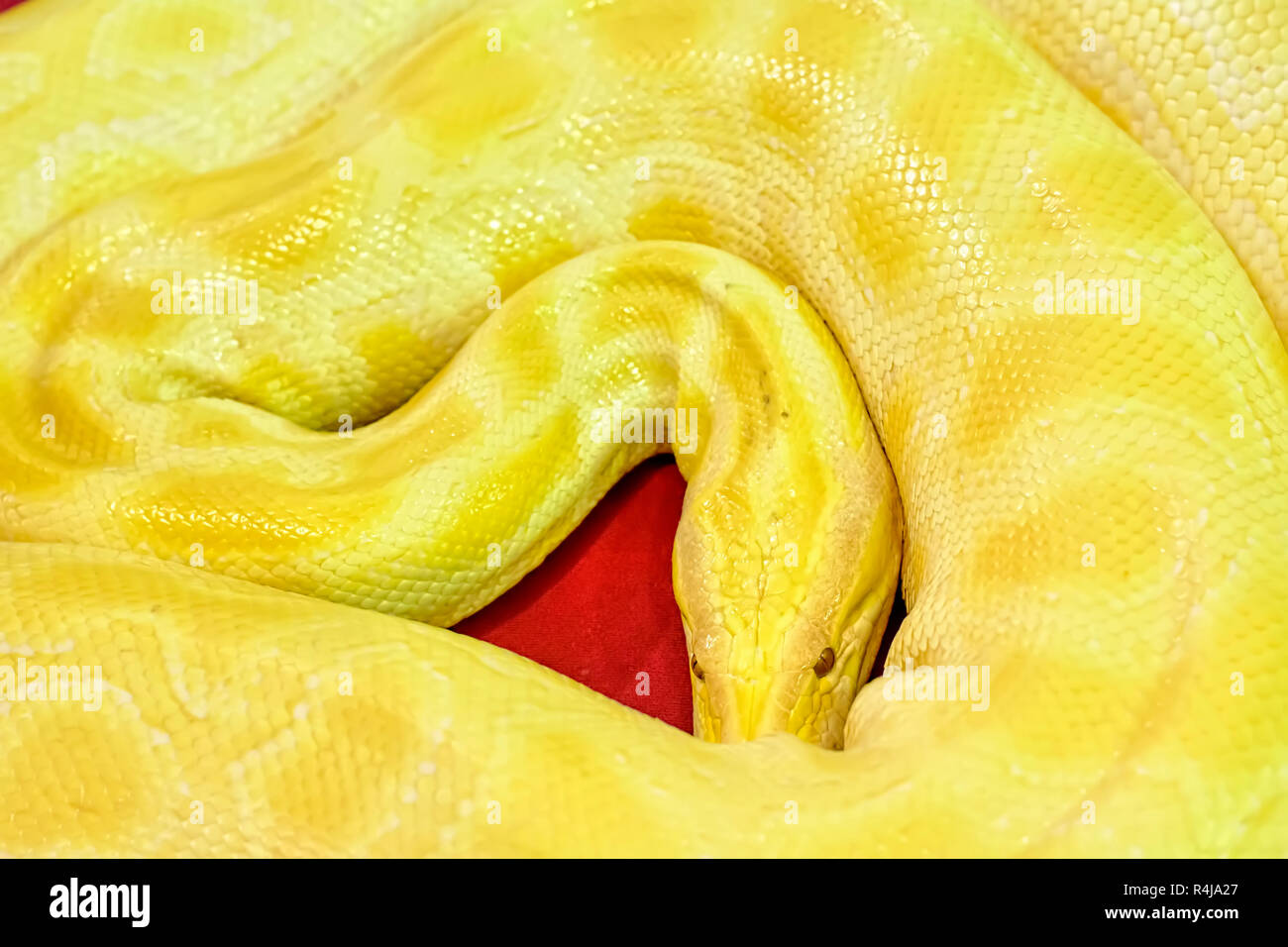 Albino Burmese python Stock Photo - Alamy