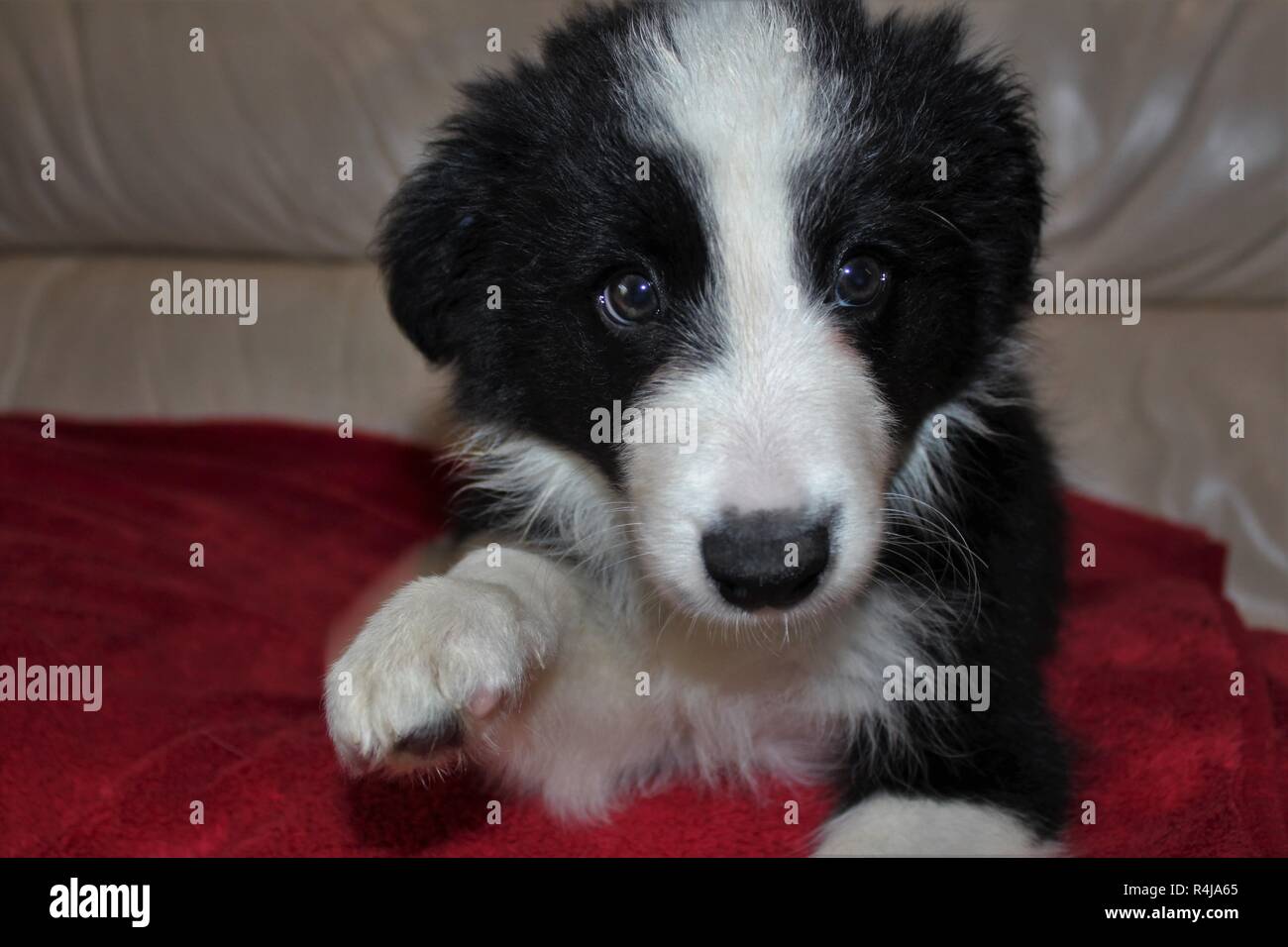 An 8 week old Pedigree, Border Collie puppy Stock Photo