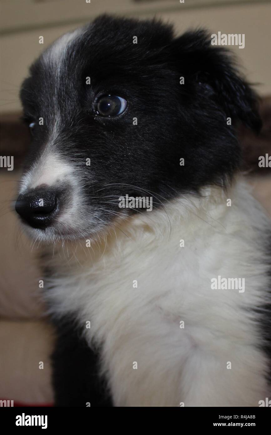 An eight week old, pedigree, Border Collie puppy Stock Photo