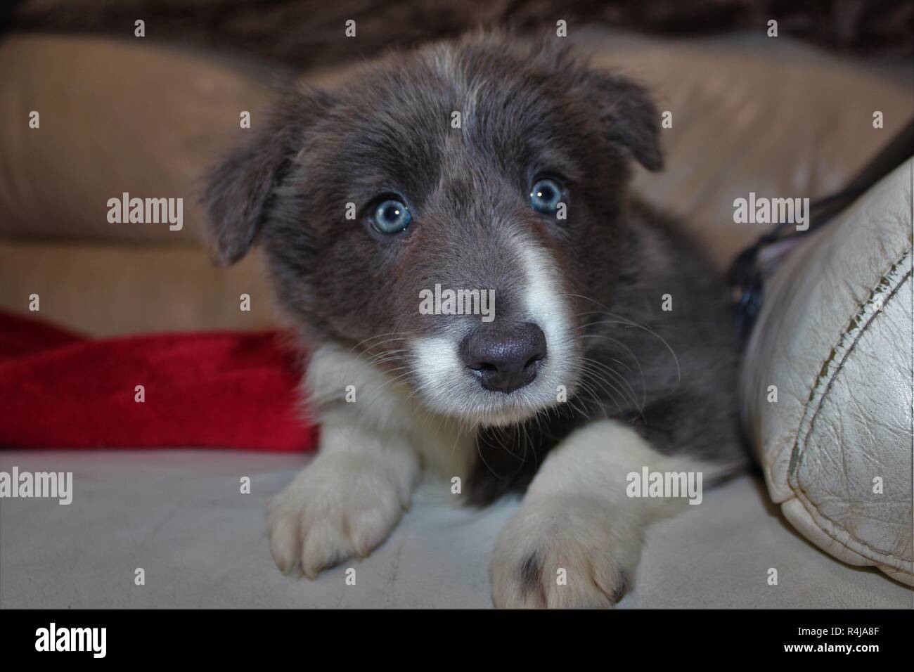 Eight week old, Blue and White, Border Collie puppy Stock Photo