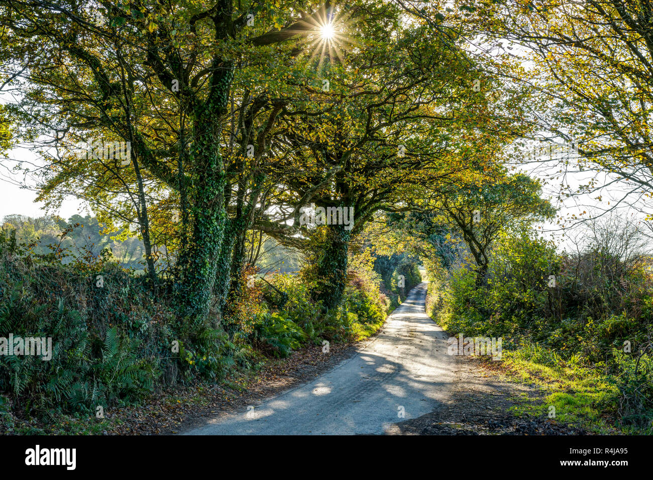 A sunny autumnal landscape showing a rural tree and hedge lined tarmac country lane, colours of golden yellow and brown, sunburst through the foliage. Stock Photo