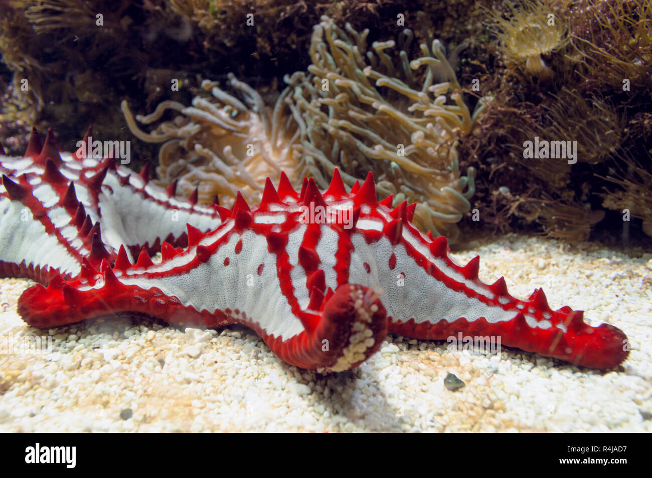 close up view of red-knobbed starfish with sea anemones on background Stock Photo