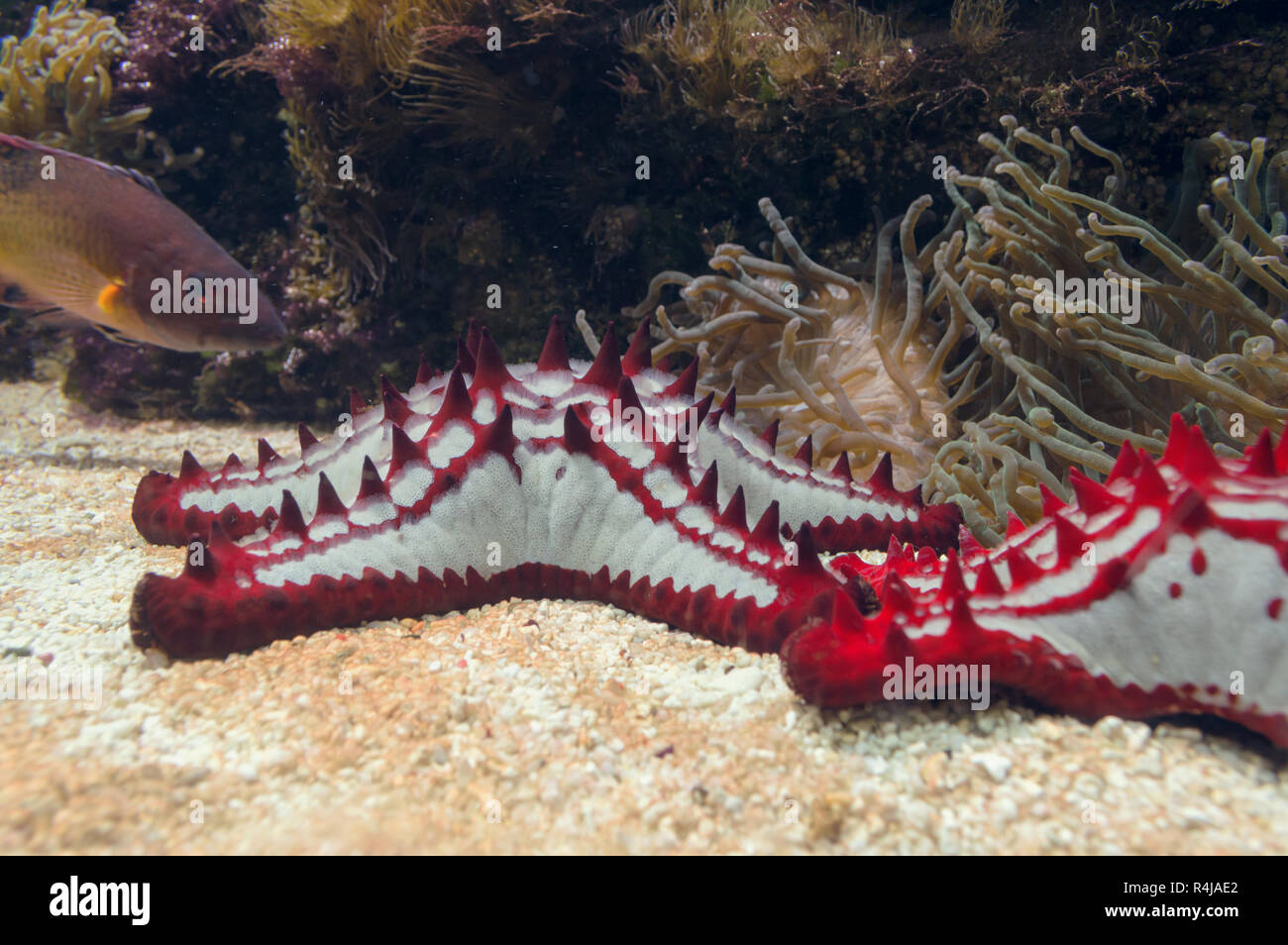 close up view of red-knobbed starfishes with sea anemones and fish on background Stock Photo