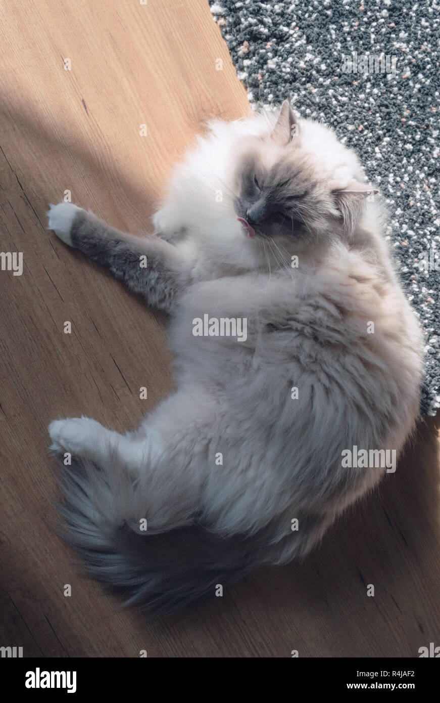 view from above on ragdoll lying on a floor with sunlight Stock Photo