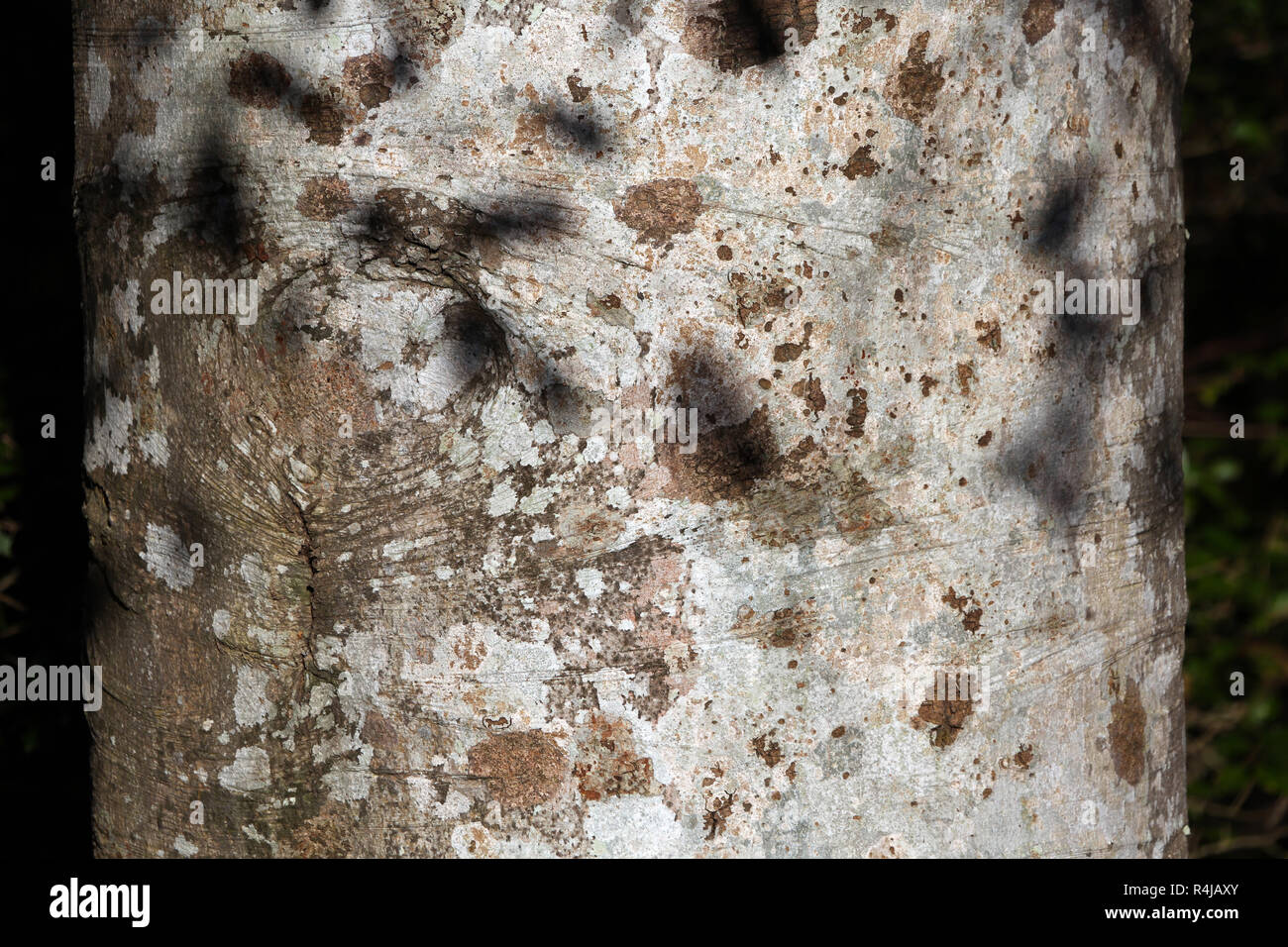 closeup of tree bark texture Stock Photo