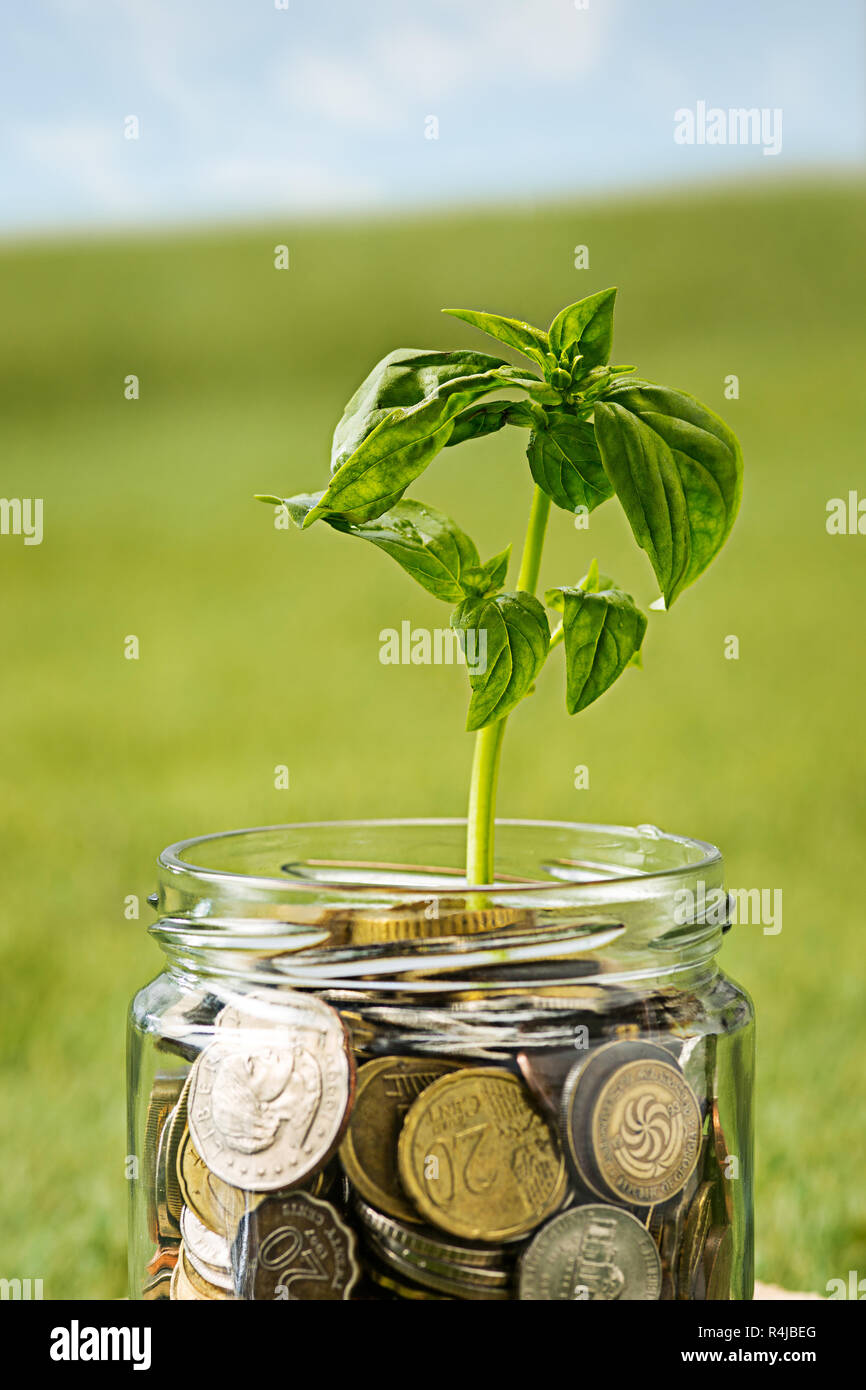 Plant growing in Coins glass jar for money on green grass Stock Photo ...