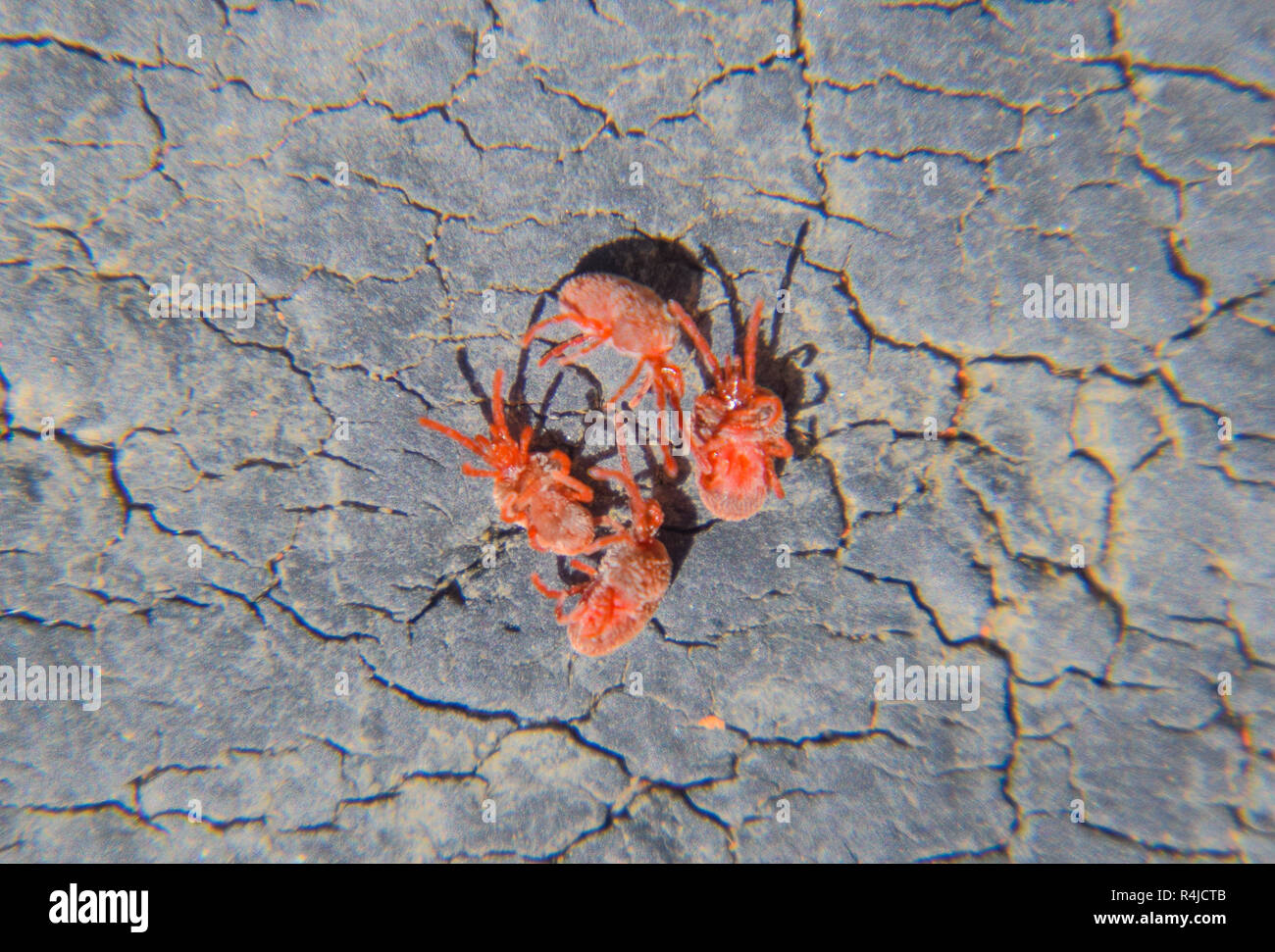 Close up macro Red velvet mite or Trombidiidae Stock Photo