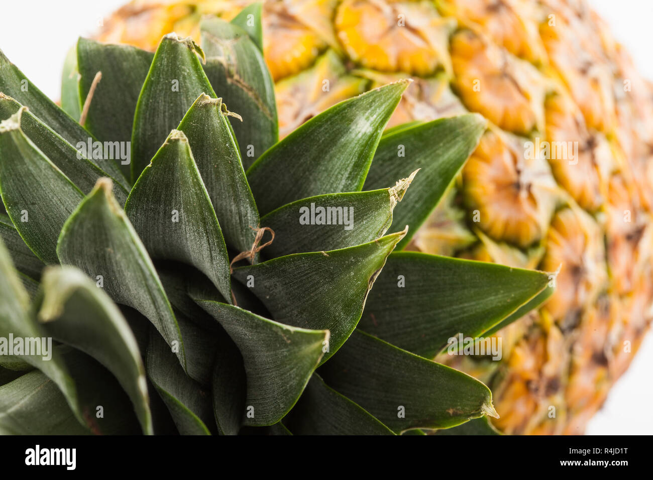 Pineapple (Ananas comosus Stock Photo - Alamy