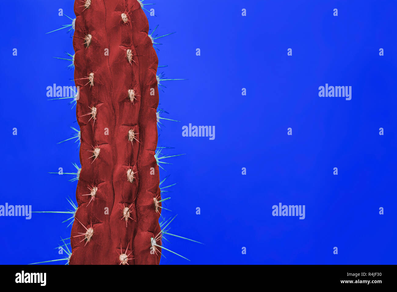 Cactus Fashion Set Design. Minimal Stillife. Trendy Bright Colors. Red plant on blue background Stock Photo