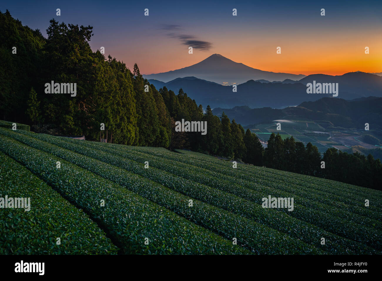 Mt. Fuji with green tea field at sunrise in Shizuoka, Japan. Stock Photo