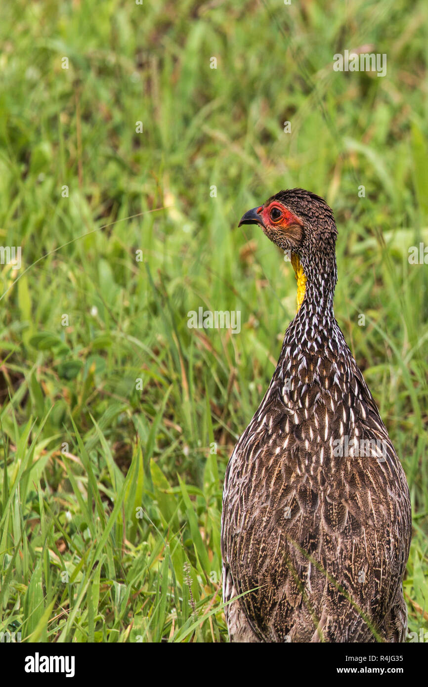 A Natal Spurfowl or Natal Francolin (Pternistis natalensis) Standing in Short Green Grass in the Kruger National Park in South Africa. Stock Photo
