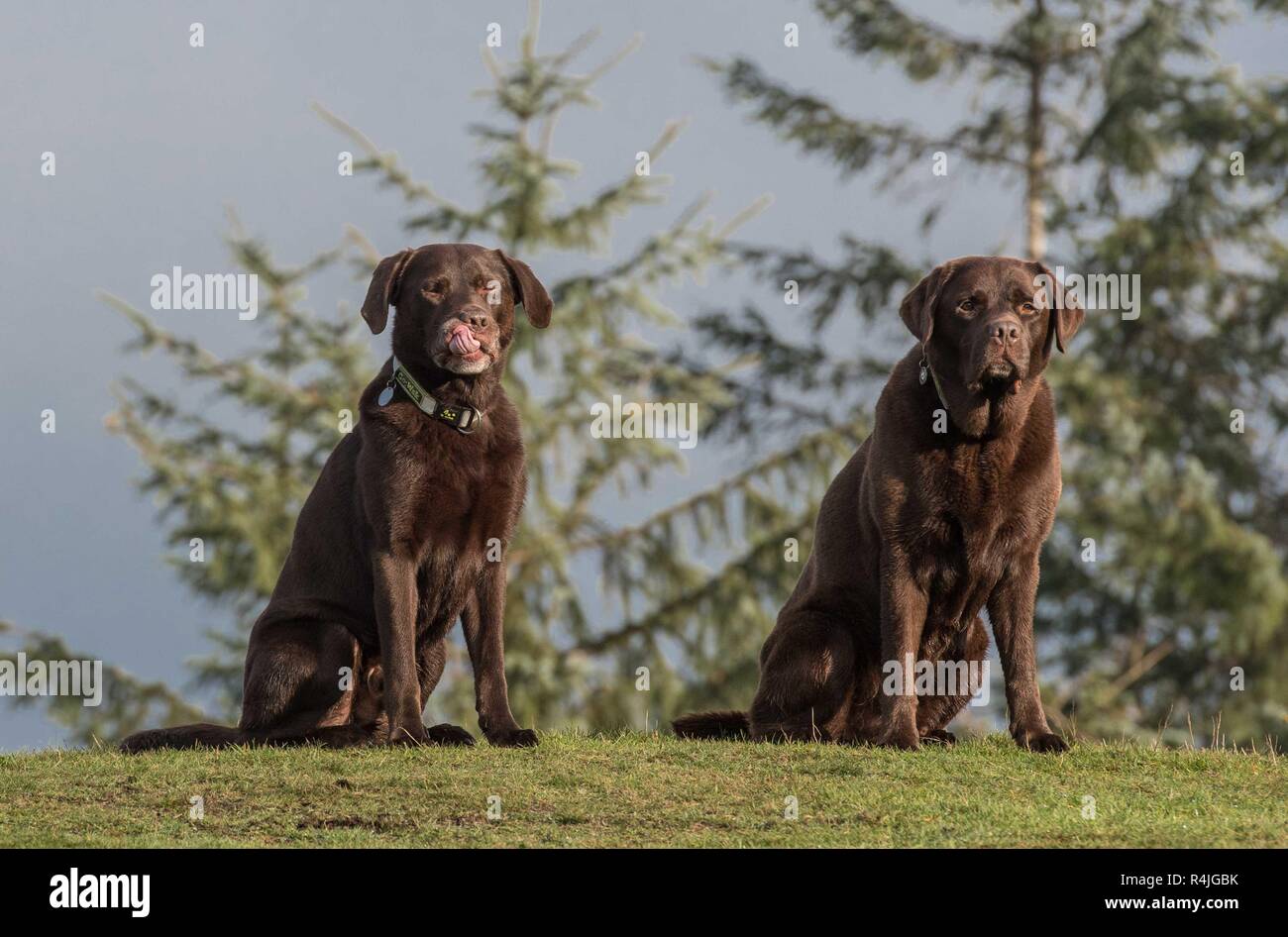 Chocolate Labrador Dog Stock Photo