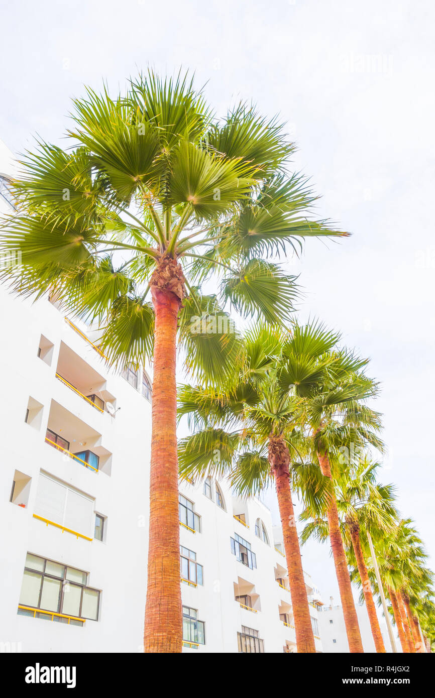 Curated visual reference: Palm Trees Newly Built Residential Buildings Stock Photo Photo Inspiration