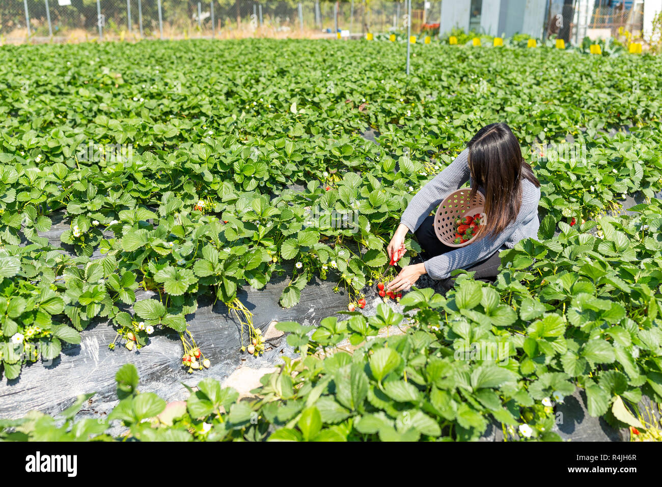 Young Woman pick up strawberry at outdoor Stock Photo - Alamy