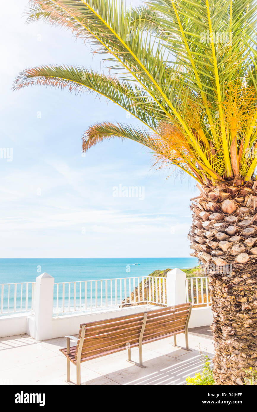 bench and palm tree at seaside promenade Stock Photo Alamy
