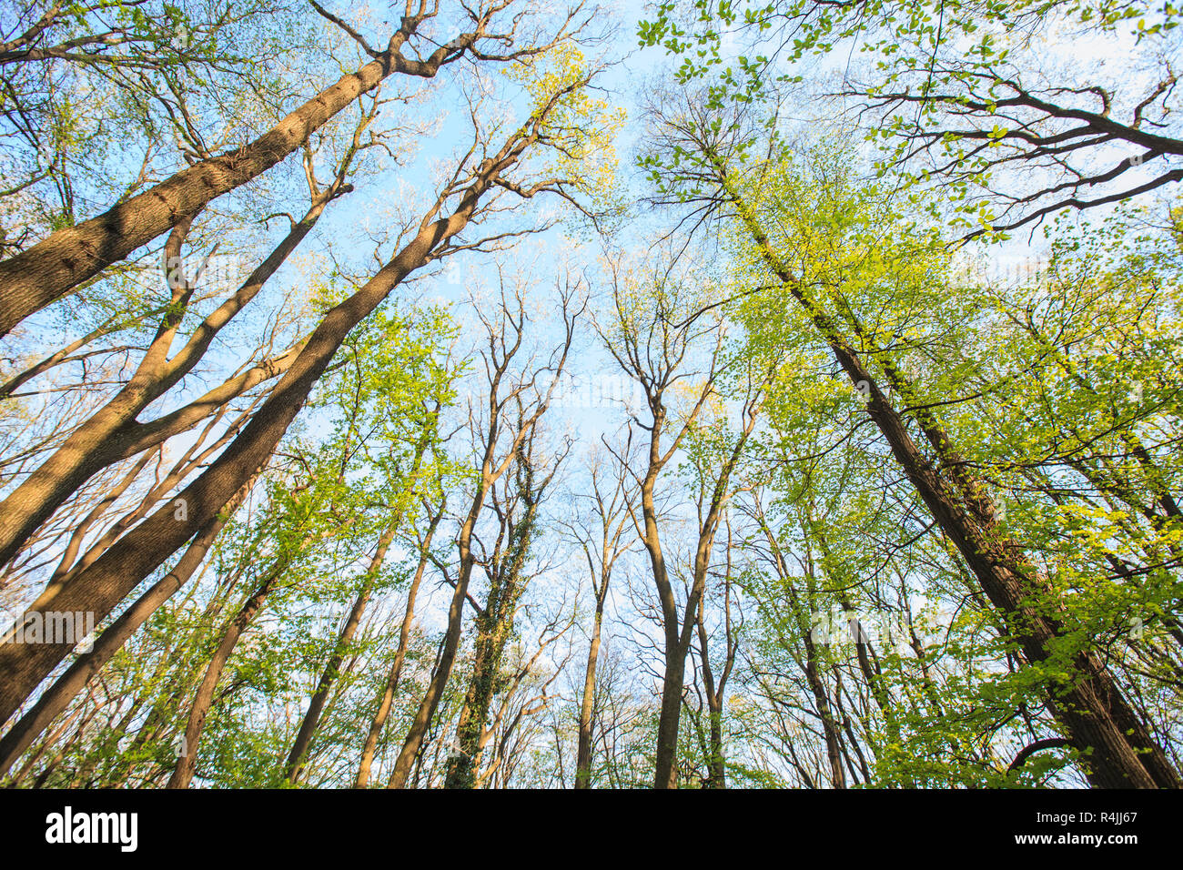 Forest tree branches blue sky Stock Photo - Alamy