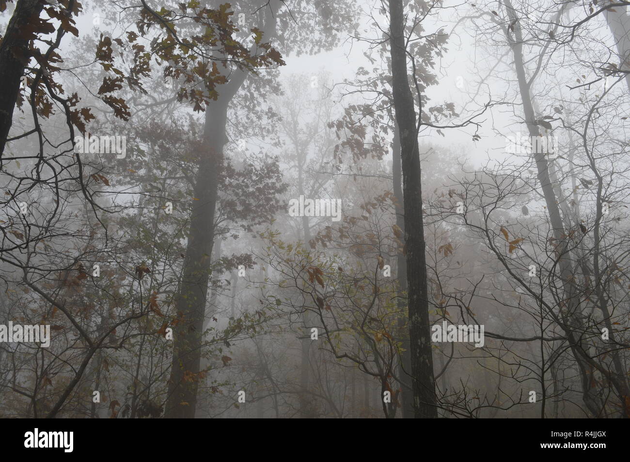 Signal Hill, Mount Magazine, Arkansas, highest point in Arkansas Stock