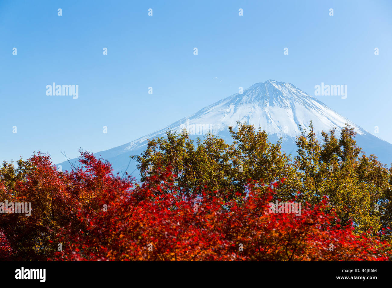 Mountain fuji and maple tree Stock Photo - Alamy