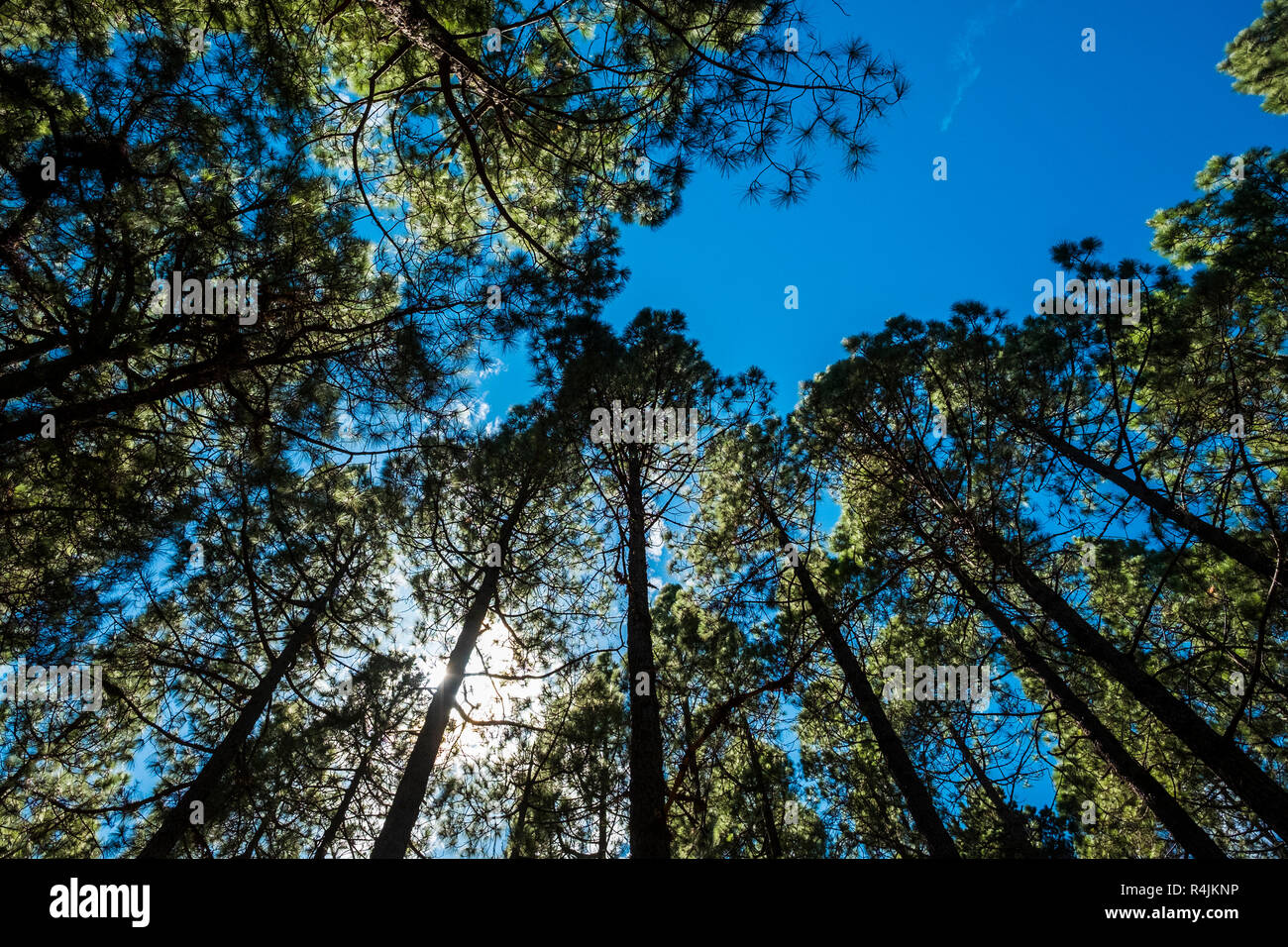 Ground view to the top high pines in the forest with the sun and the sunlight in the middle of the leafs. igh trees nature outdoor beauty concept Stock Photo