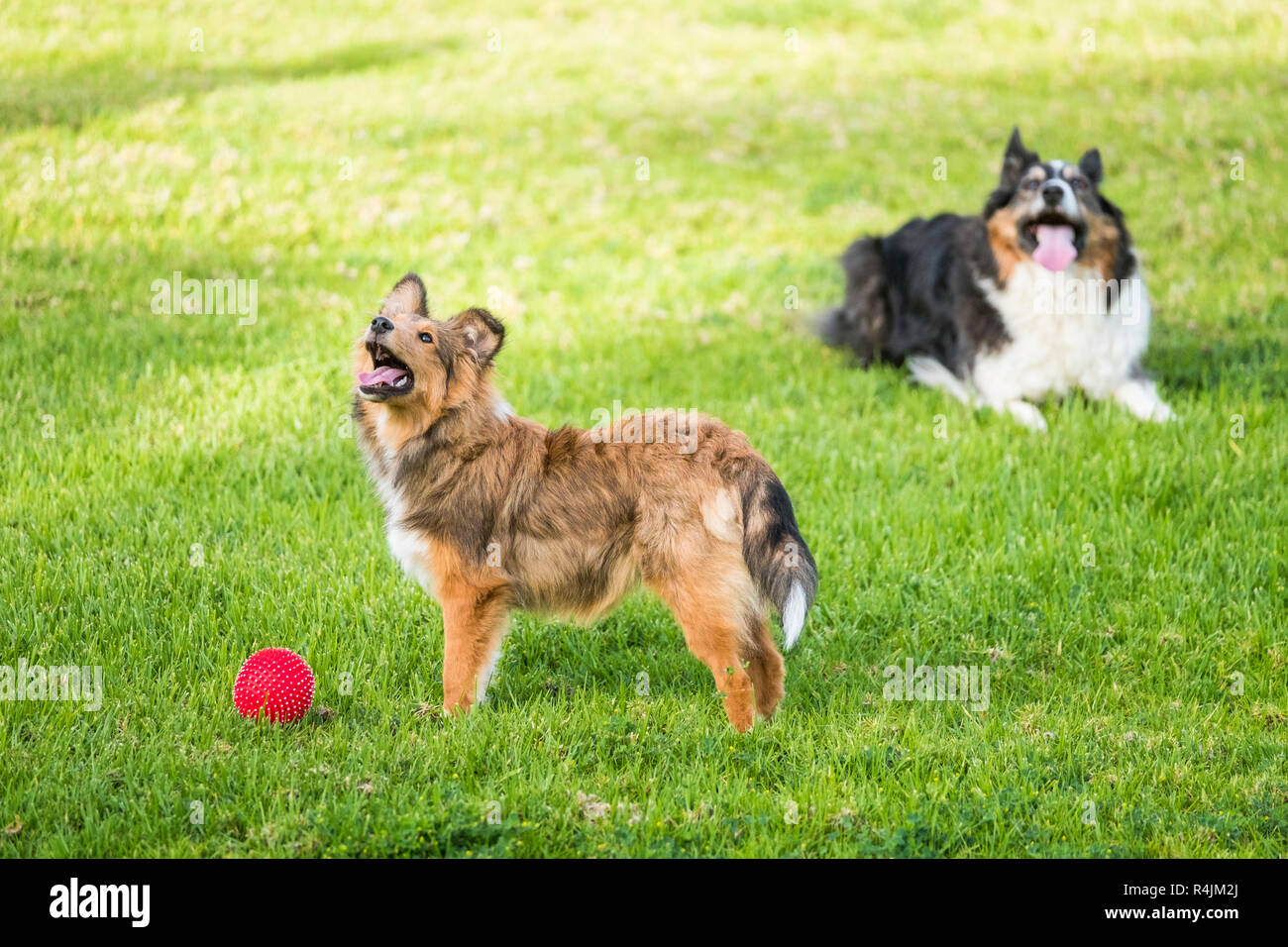 couple of dogs playing on the meadow with a red ball - puppies on the ...