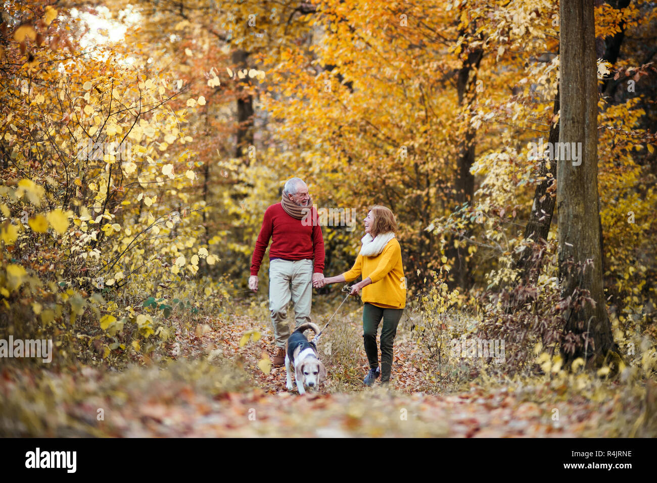 A senior couple with a dog on a walk in an autumn nature Stock Photo ...