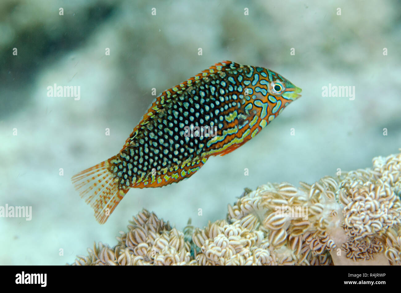 Ornate Wrasse, Macropharyngodon ornatus, Batu Pantar dive site, off Pantar Island, near Alor, Indonesia Stock Photo