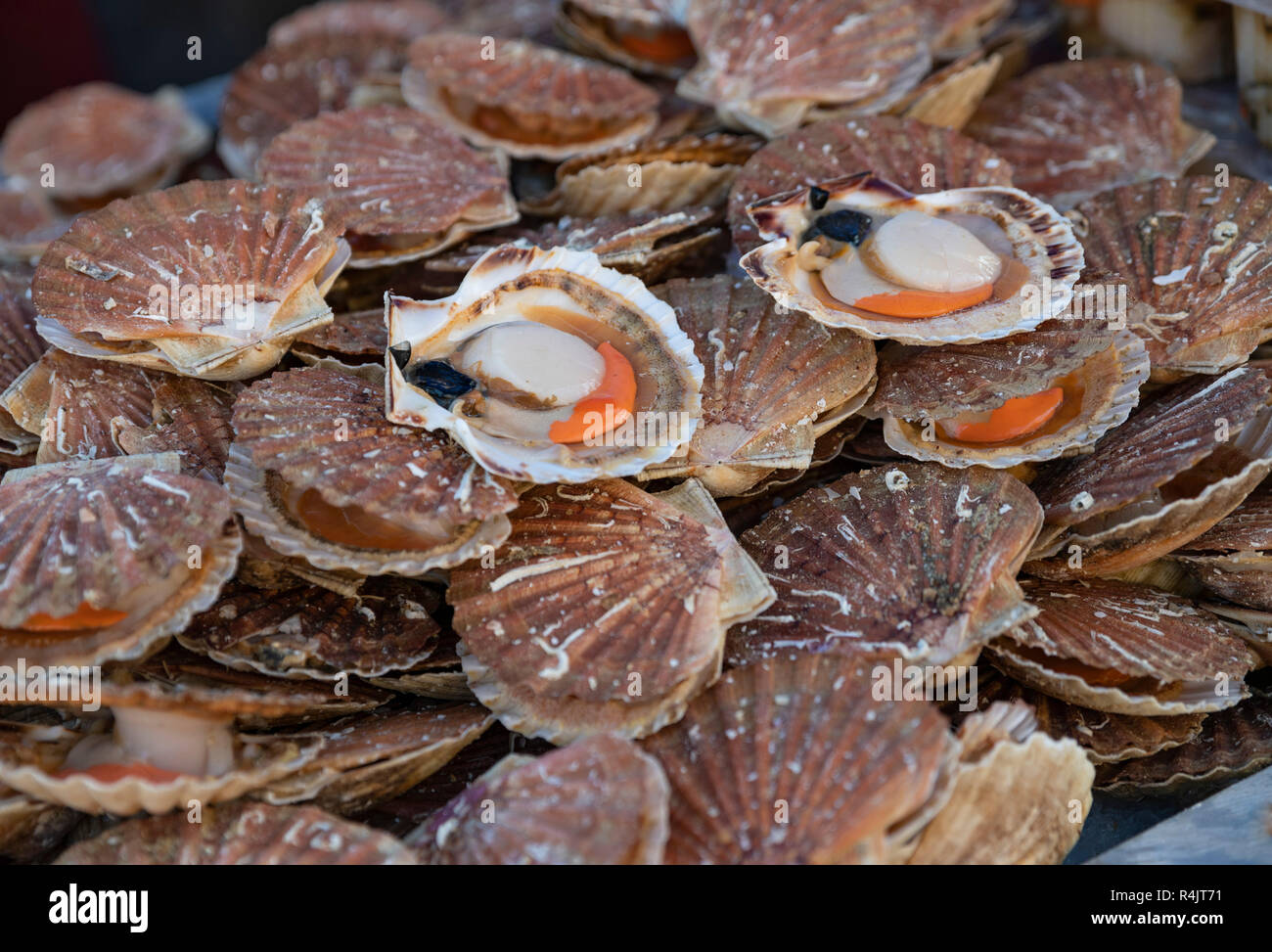 Fresh Scallops on a seafood market at Dieppe France Stock Photo Alamy