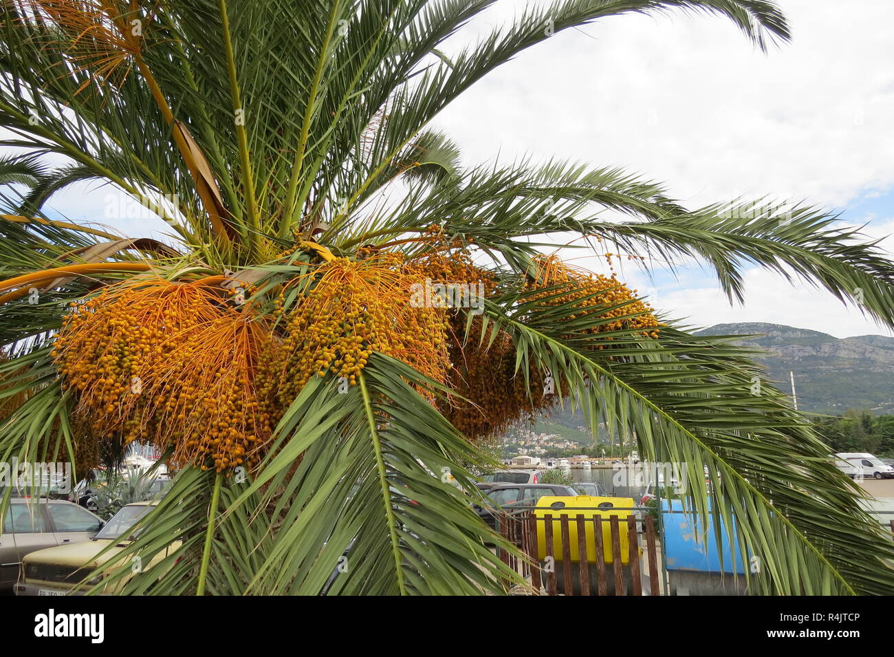 Palm tree with yellow berries Stock Photo