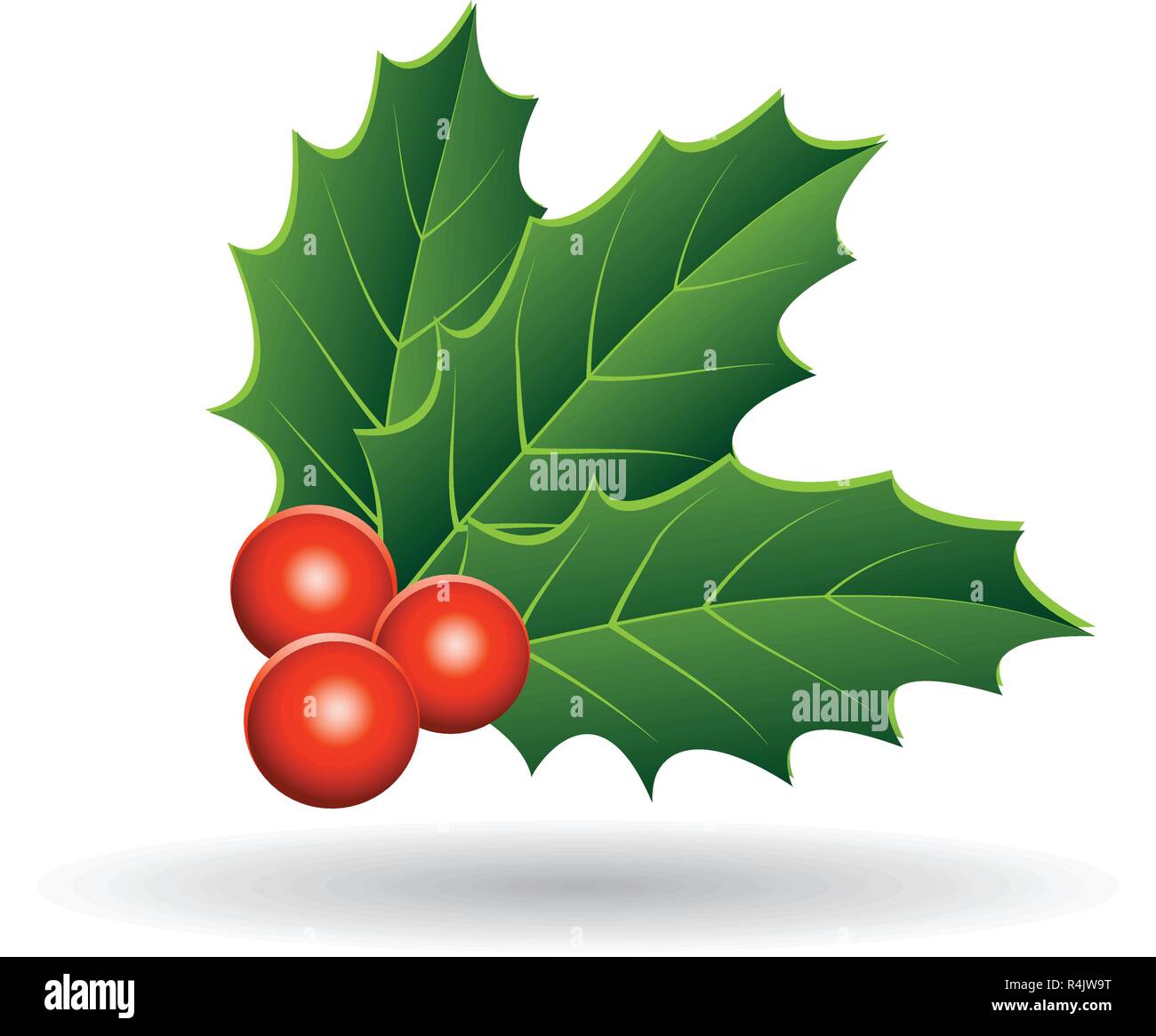 Vector Illustration of Holly Berries with Stacked Leaves isolated on a ...