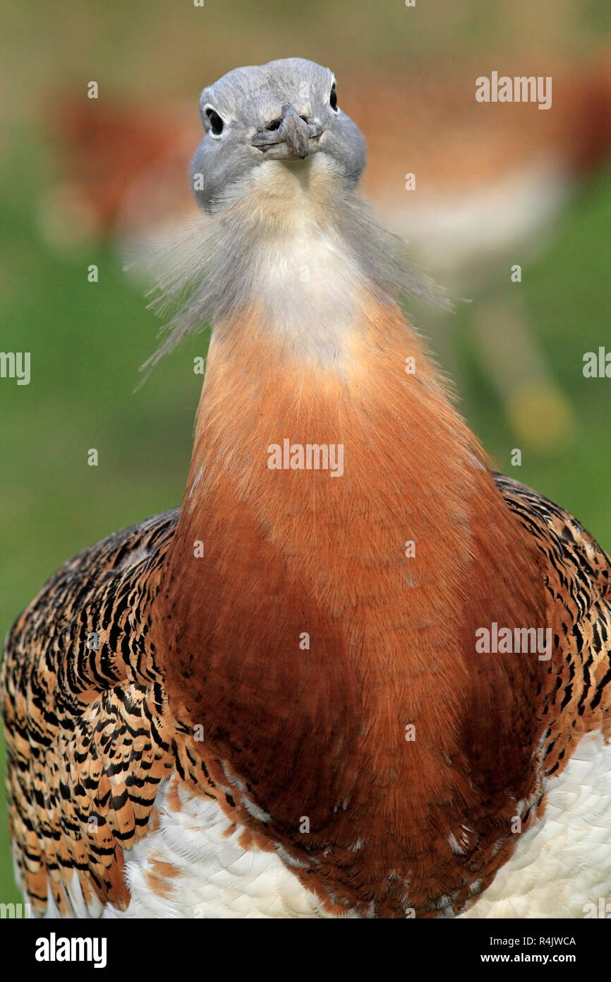 GREAT BUSTARD, head, whiskers and neck pouch, UK. Stock Photo
