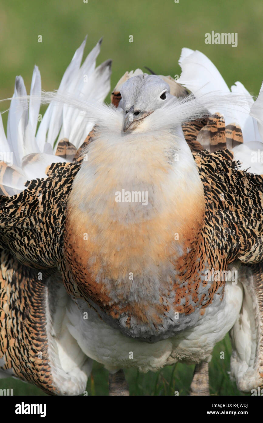 Great bustard hi res stock photography and images Alamy Great bustard hi res stock photography and images Alamy