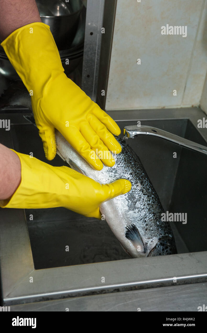 cleaning salmon fish Stock Photo Alamy