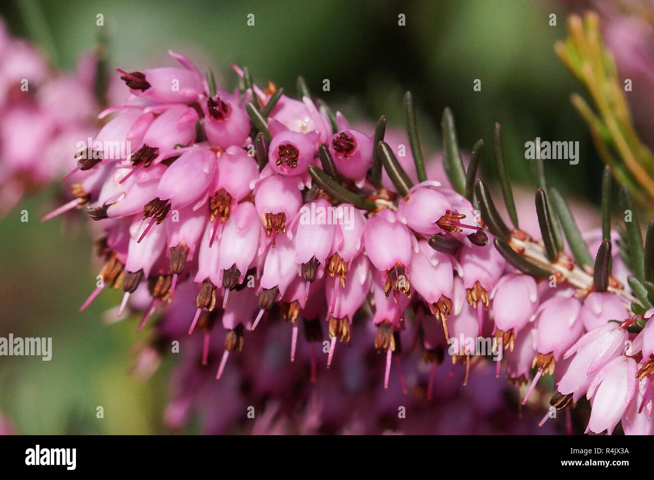 broom heath,calluna vulgaris Stock Photo