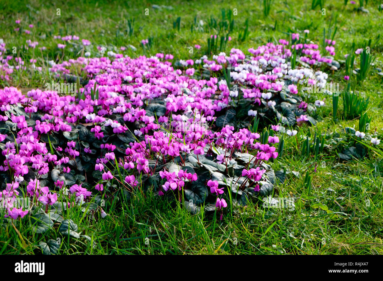 Naturalised Cyclamen In The Winter Garden Stock Photo Alamy