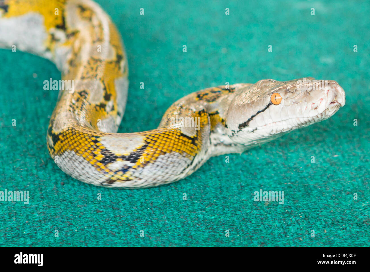 pattaya,thailand - january 2017: show snakes by playing with a snake during the Stock Photo