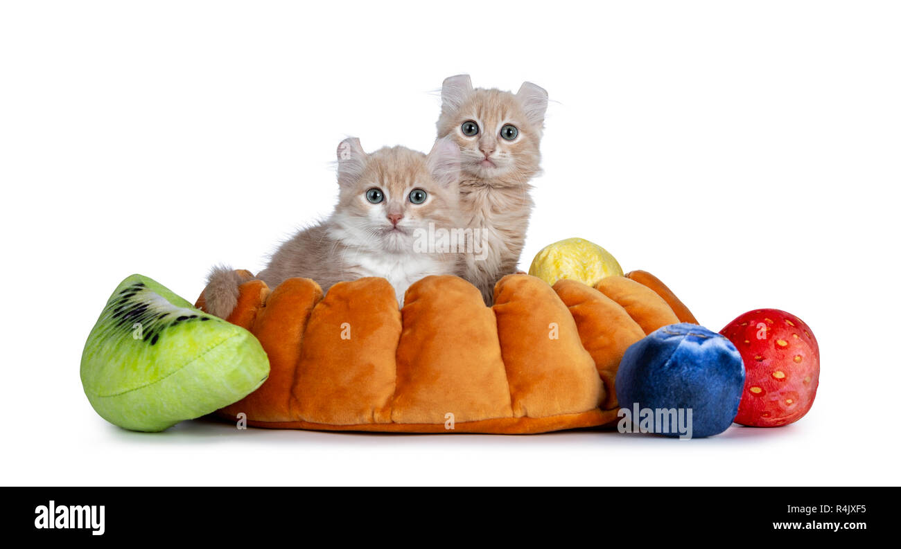 Two cream with white American Curl cat kittens sitting in fake pie crust with pieces of fruit. Looking at camera with grey / blue eyes. Isolated on wh Stock Photo