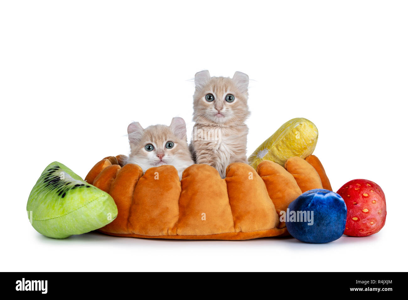 Two cream with white American Curl cat kittens sitting in fake pie crust with pieces of fruit. Looking at camera with grey / blue eyes. Isolated on wh Stock Photo