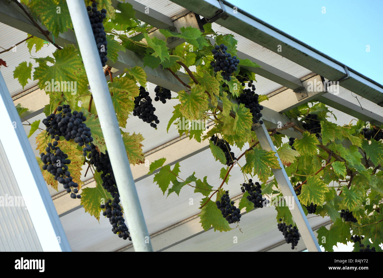 Vineyard in the yard under a canopy Stock Photo