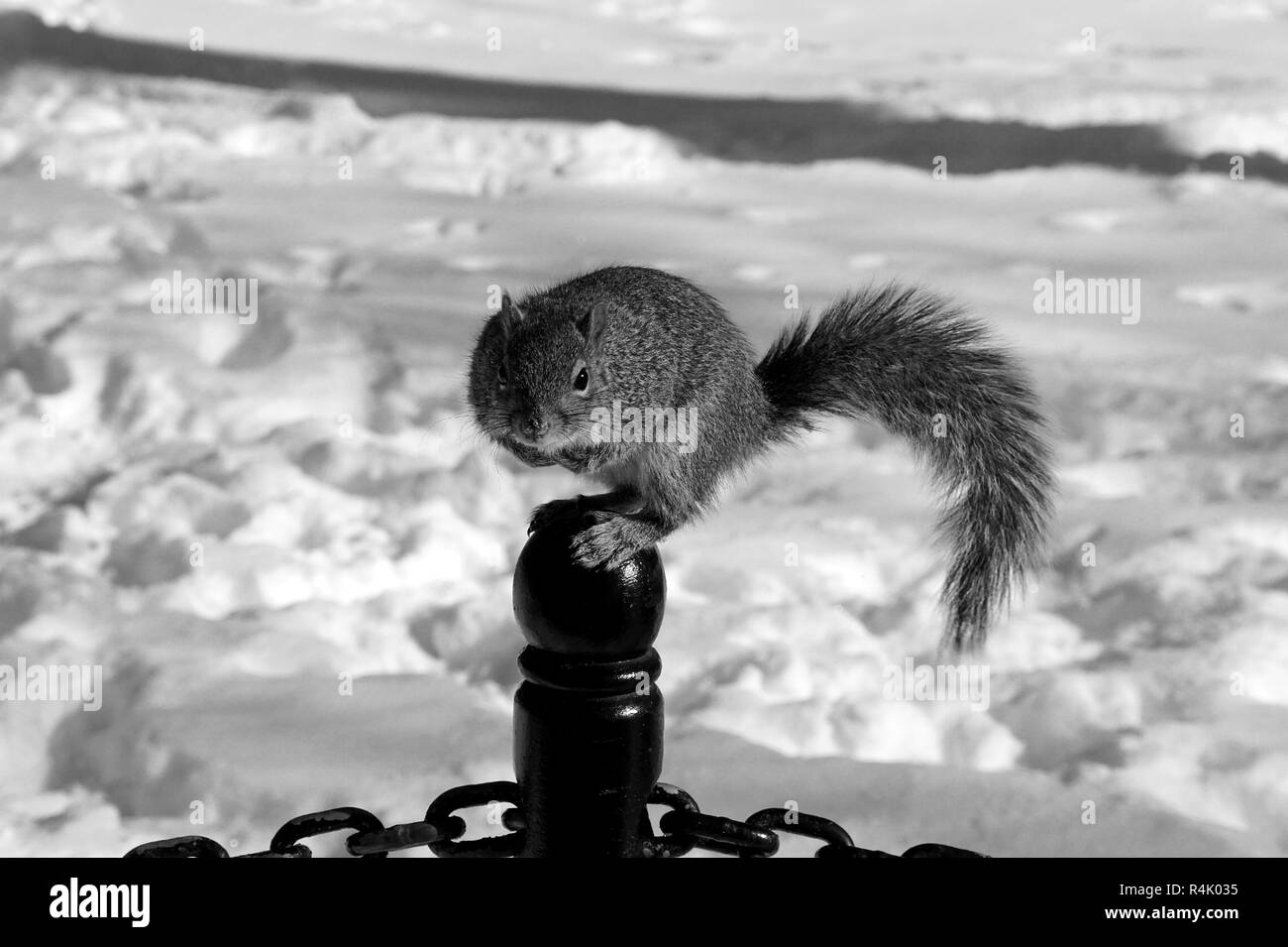 Squirrel snow Black and White Stock Photos & Images - Alamy
