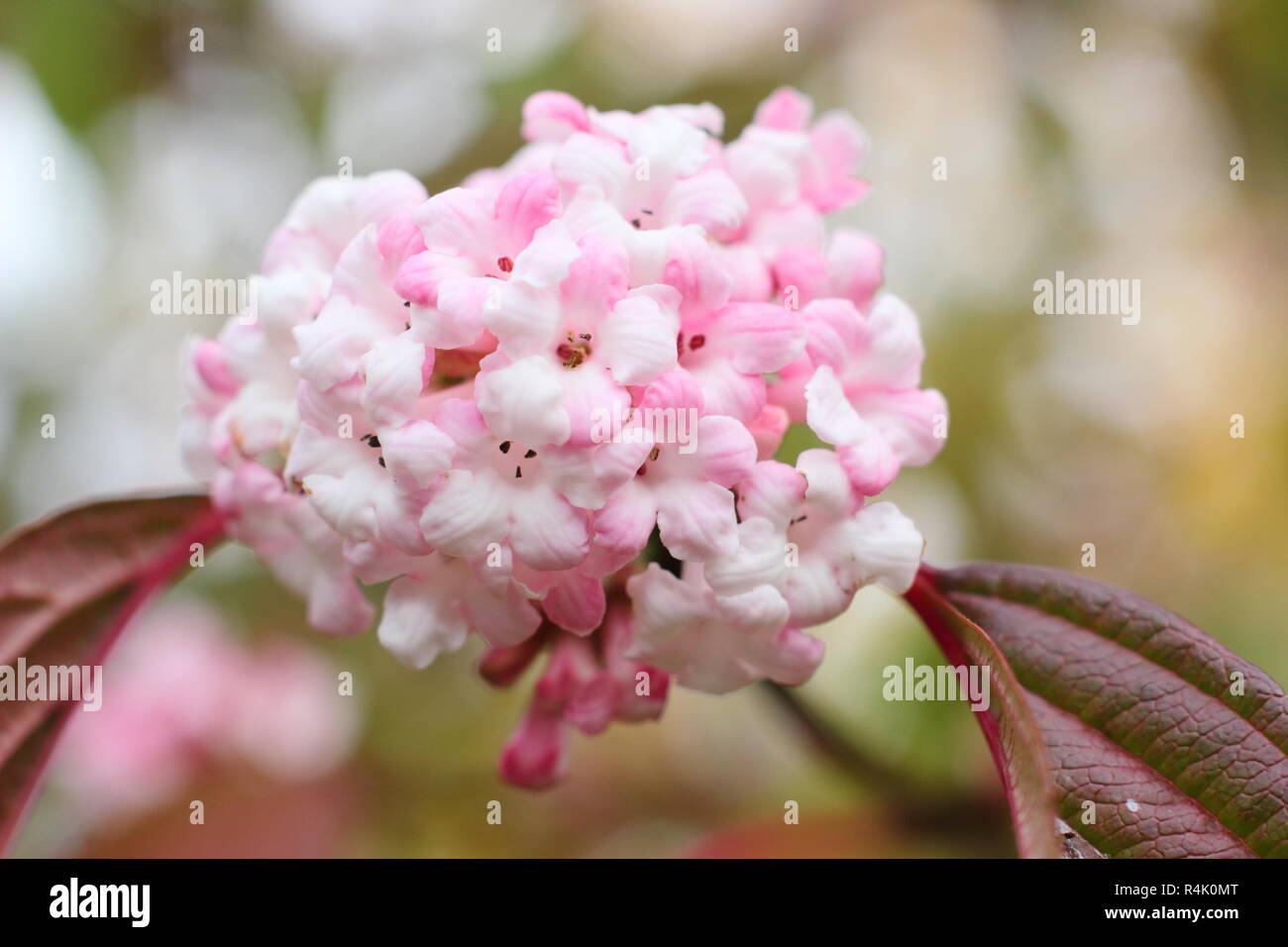 Viburnum × bodnantense 'Dawn' blossom in a winter garden, UK Stock Photo