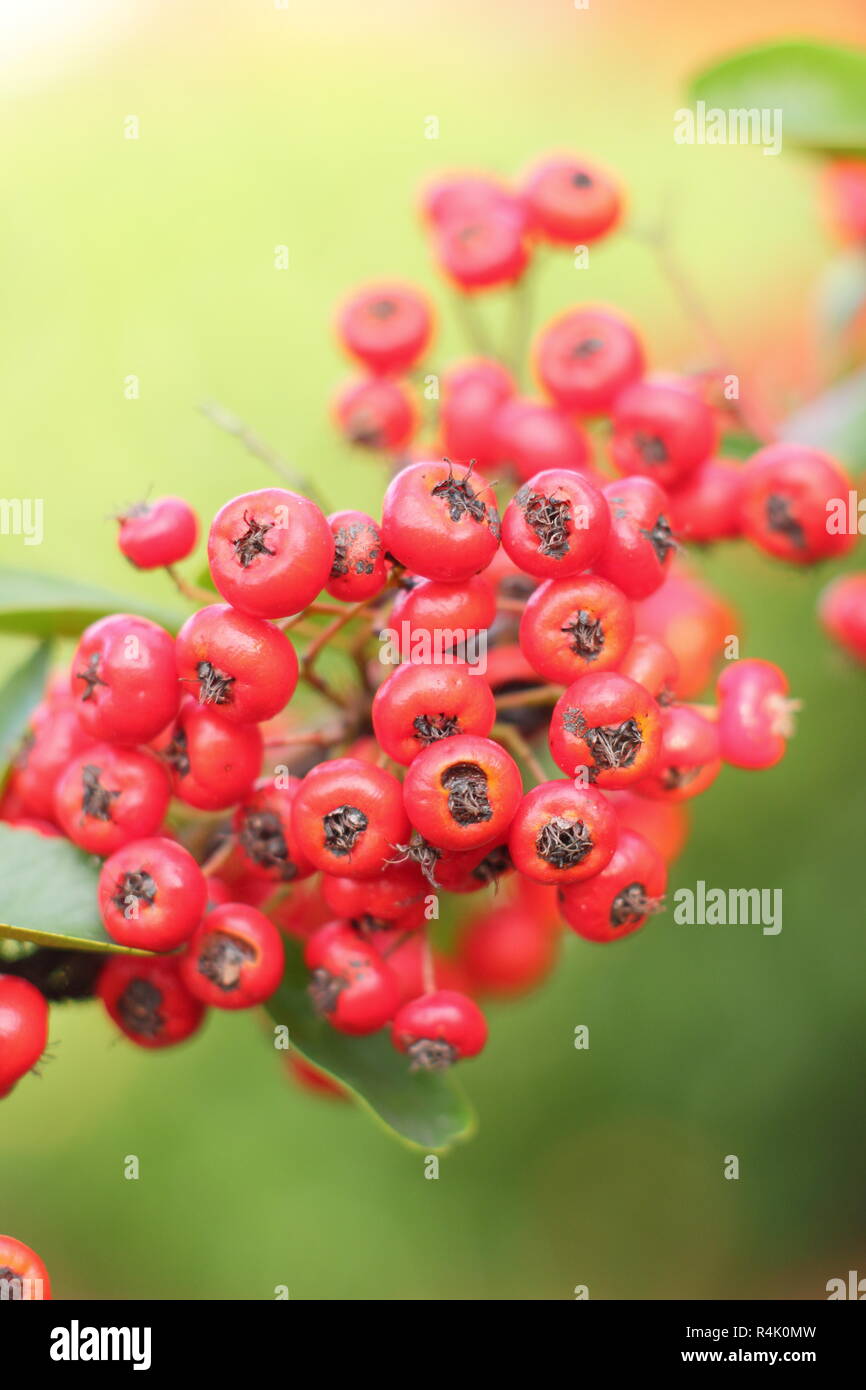 Berries of Pyracantha 'Saphyr Rouge', also called Cadrou, add colour to a garden in late autumn early winter, UK Stock Photo