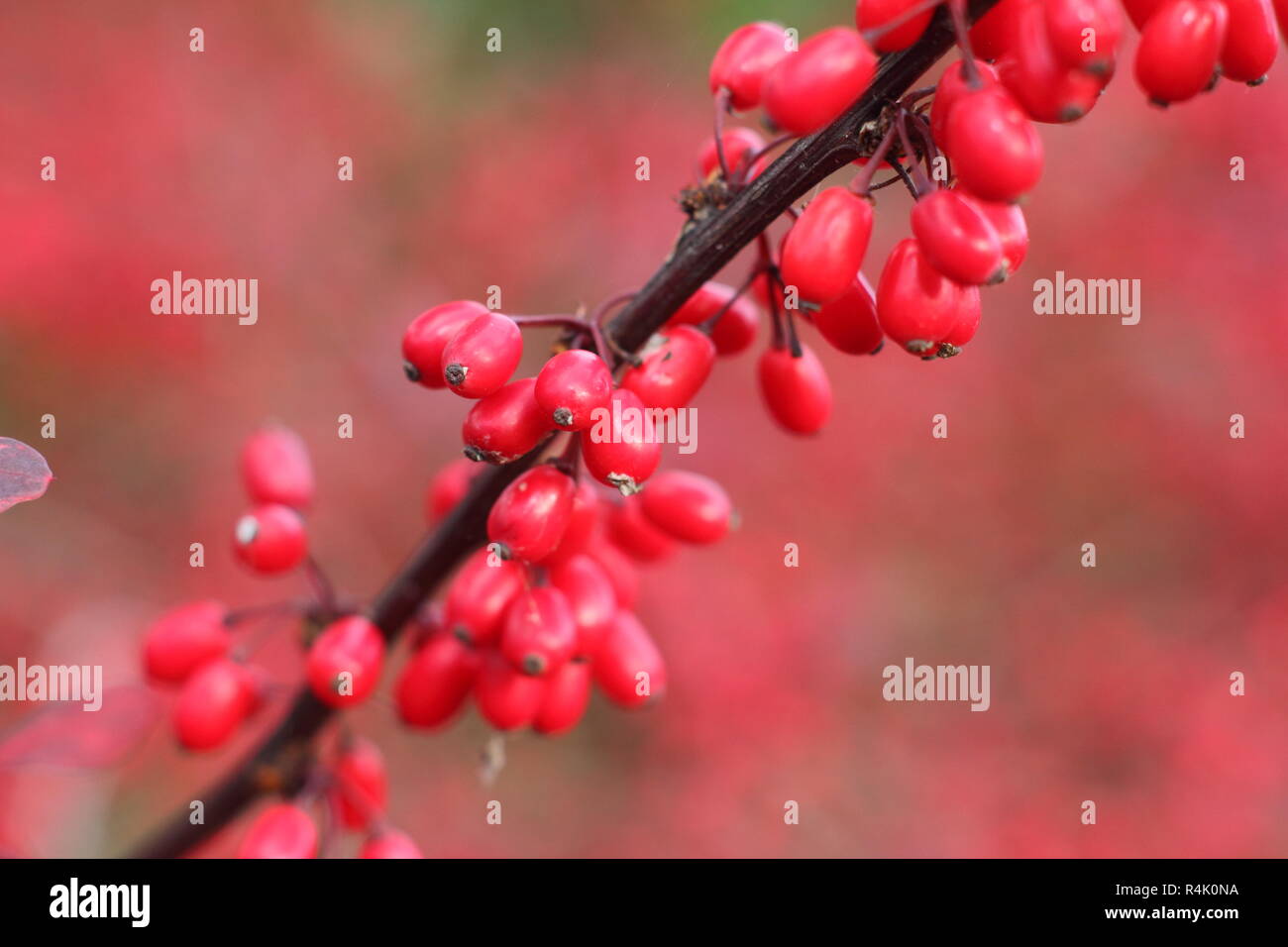 Berberis thunbergii atropurpurea 'Rose Glow'. Berberis 'Rosy Glow', also called Berberis Rose Glow, displaying berries in a garden, late autumn,UK Stock Photo