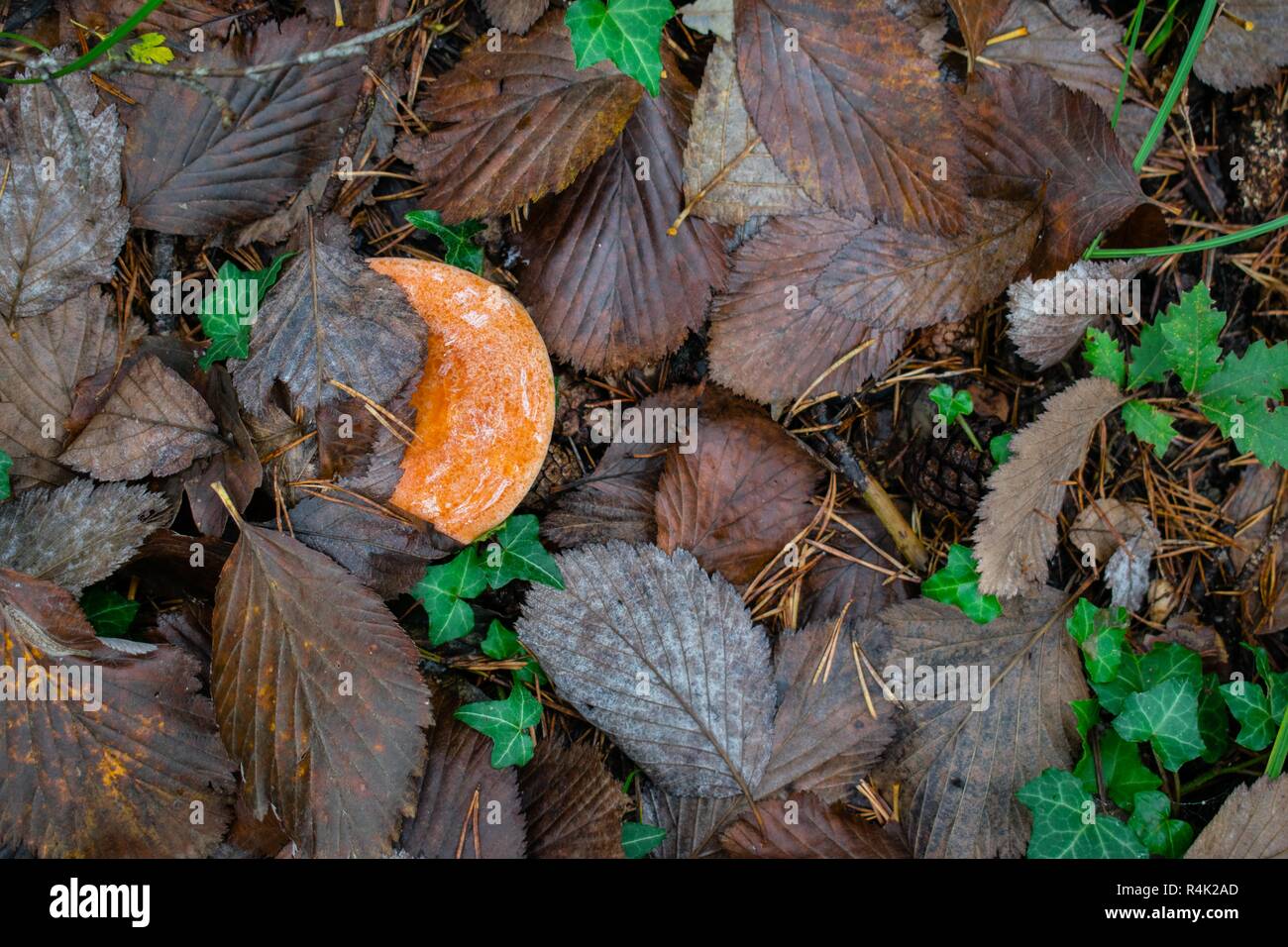 Lactarius deliciosus, the saffron milk cap, red pine mushroom mushroom growing in the autumn forest, Berga, Spain Stock Photo