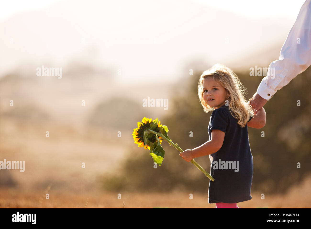 Young girl walking hand in hand with her father and carrying sunflower ...