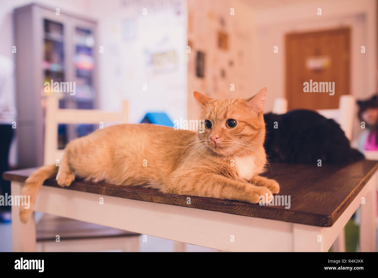 cute cat A cat portrait. cat is posing in a home Stock Photo - Alamy
