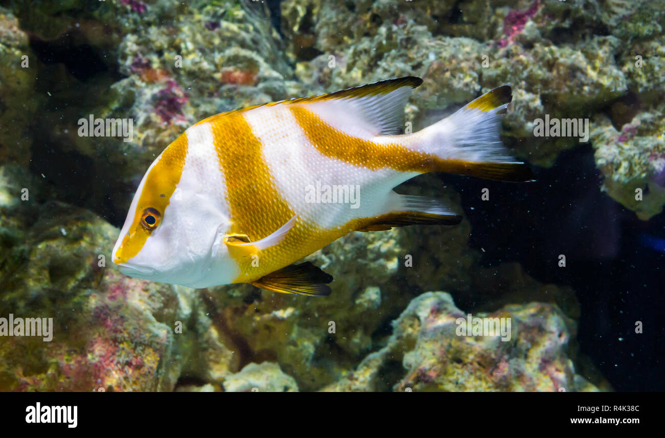 beautiful red emperor snapper with white skin and brown bands, a beautiful tropical aquarium pet from the west pacific ocean Stock Photo