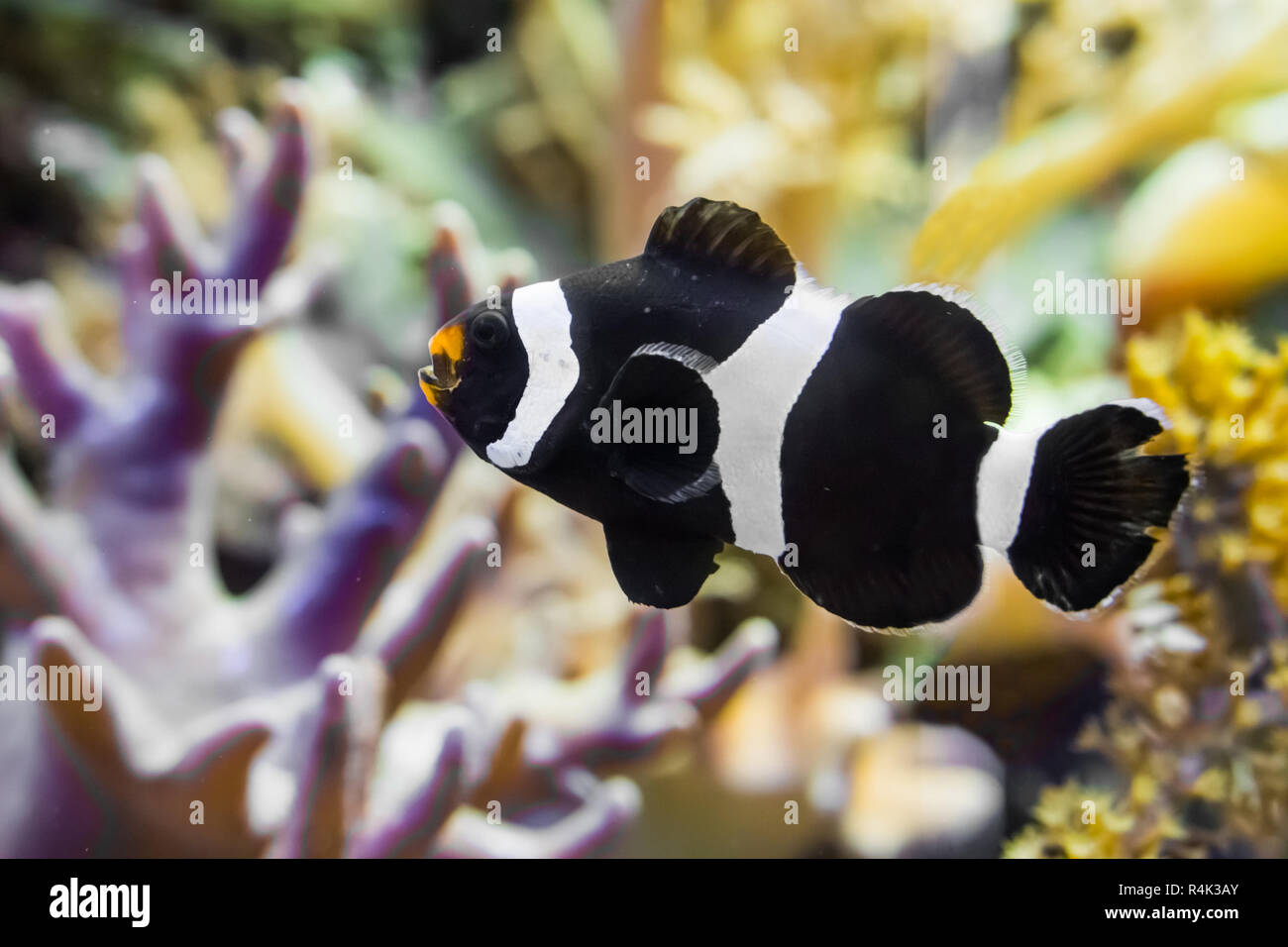 closeup of a saddleback clownfish that is swimming in the water, a tropical fish from the indo pacific ocean Stock Photo