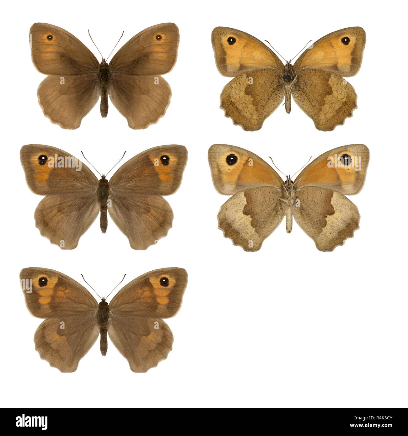 Meadow Brown - Maniola jurtina - male (top row) - female (middle & bottom rows). Wingspan 50mm. Britain’s most familiar and widespread grassland butte Stock Photo
