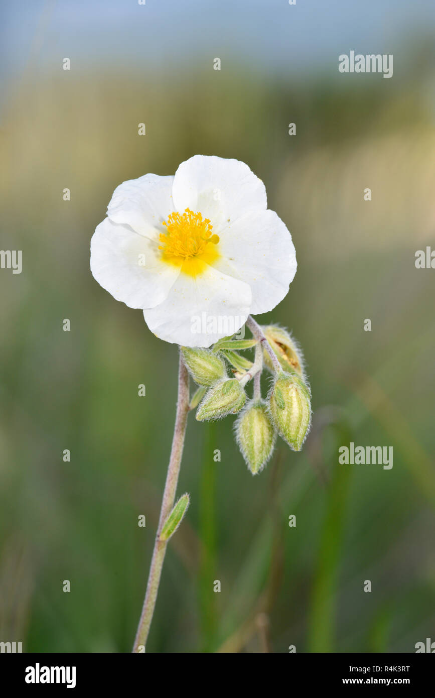 White Rockrose - Helianthemum apenninum Stock Photo